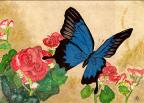 Blue Butterfly
